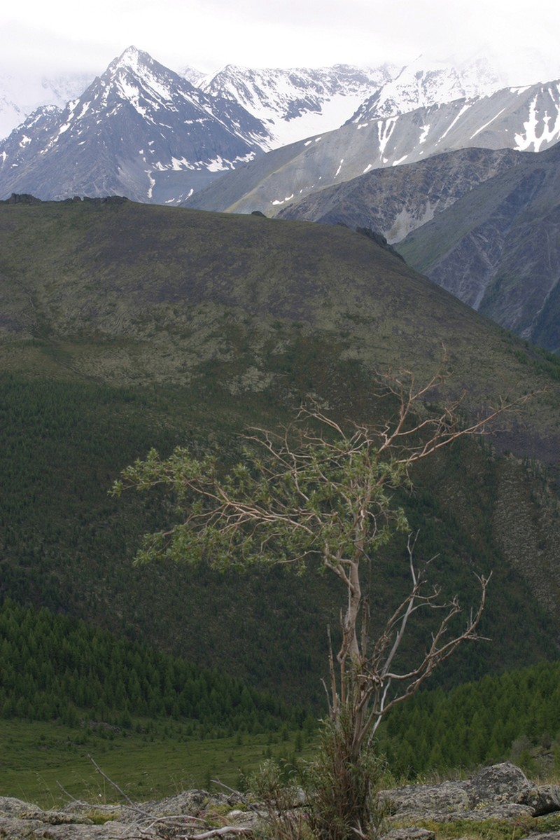 Salix sajanensis photo 7