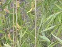 Salix salviifolia