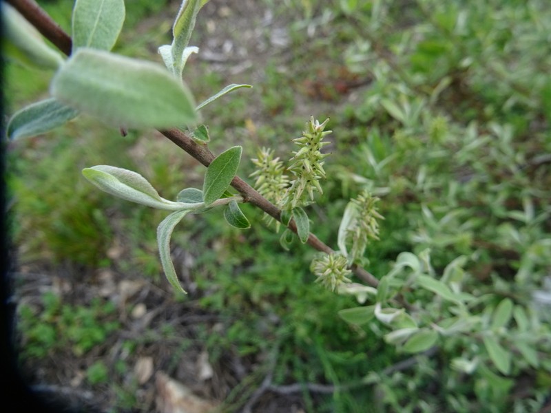 Salix salviifolia photo 3