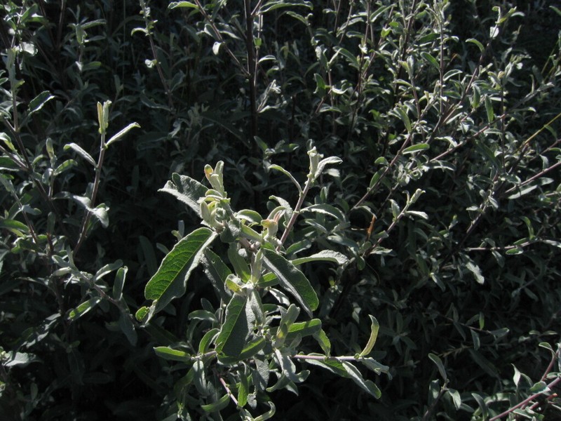 Salix salviifolia photo 4