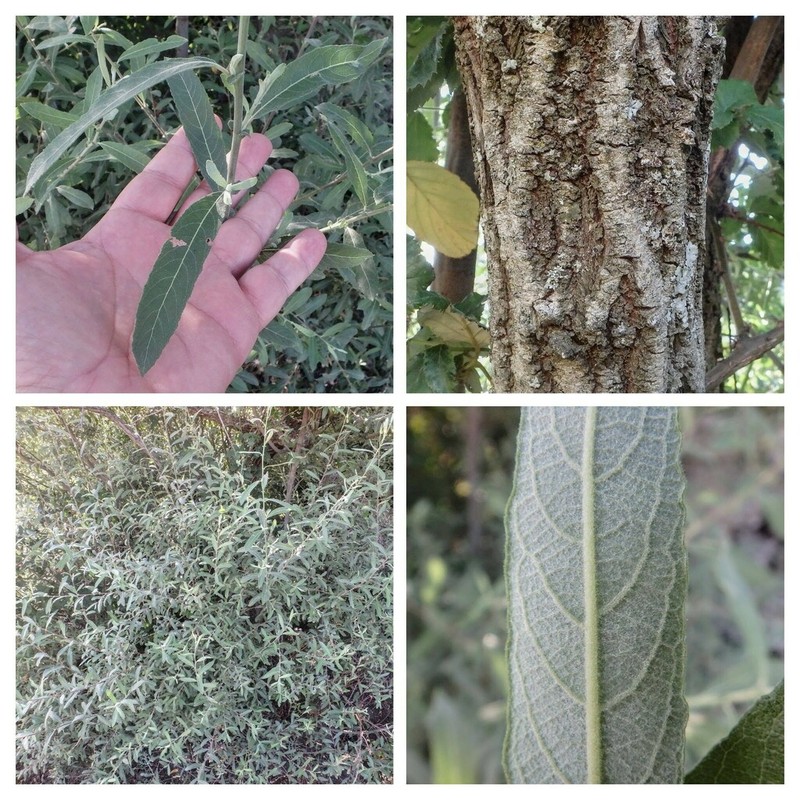 Salix salviifolia photo 5