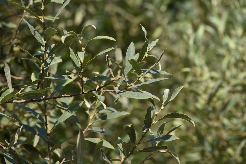 Salix salviifolia photo 6