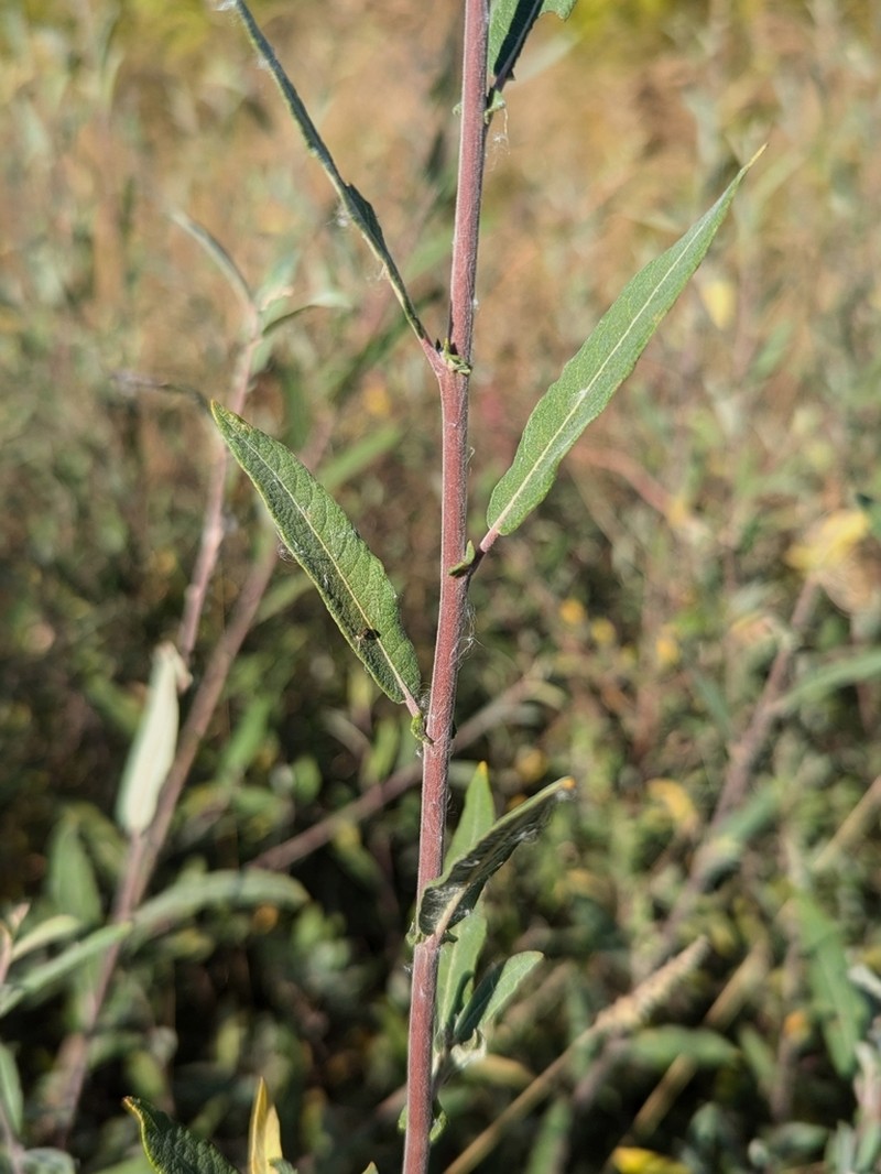 Salix salviifolia photo 7