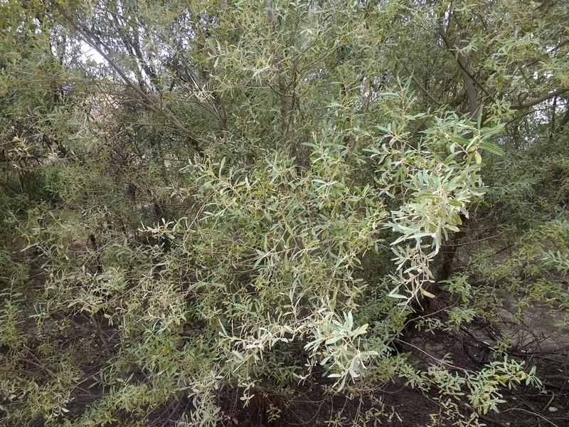Salix salviifolia photo 8
