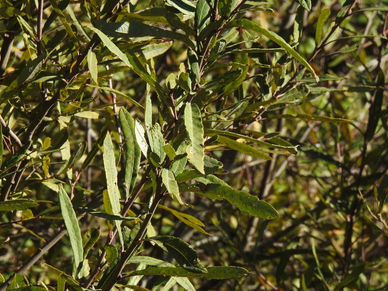 Salix salviifolia subsp. australis