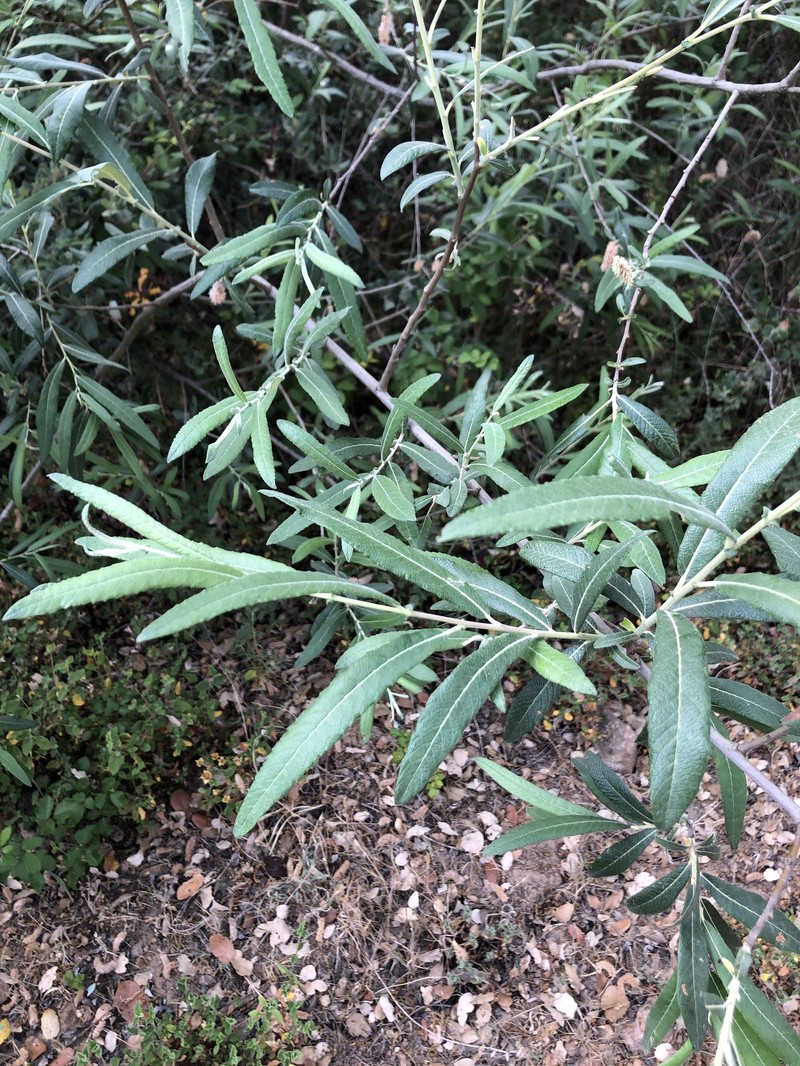 Salix salviifolia subsp. australis photo 2
