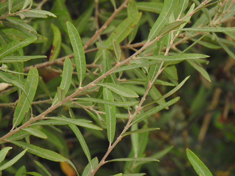 Salix salviifolia subsp. australis photo 3