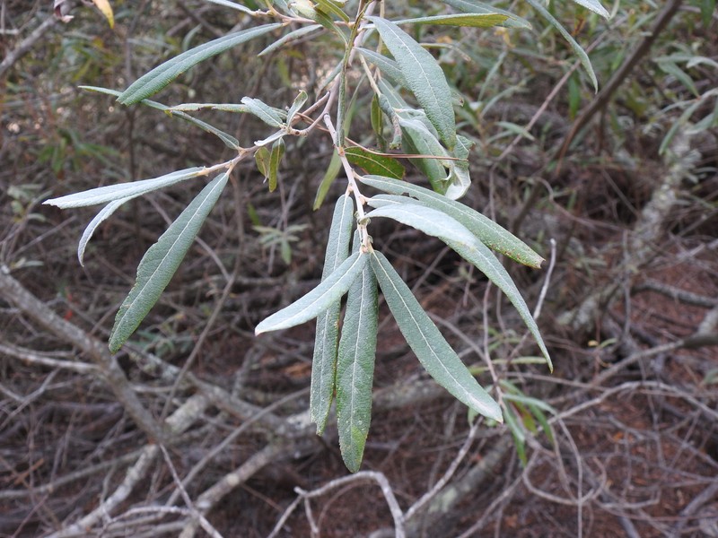 Salix salviifolia subsp. australis photo 4