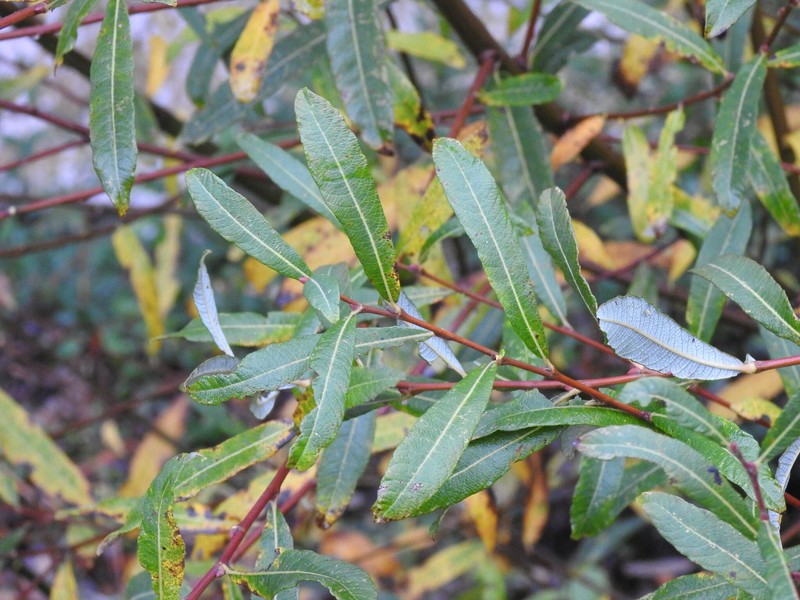 Salix salviifolia subsp. australis photo 5