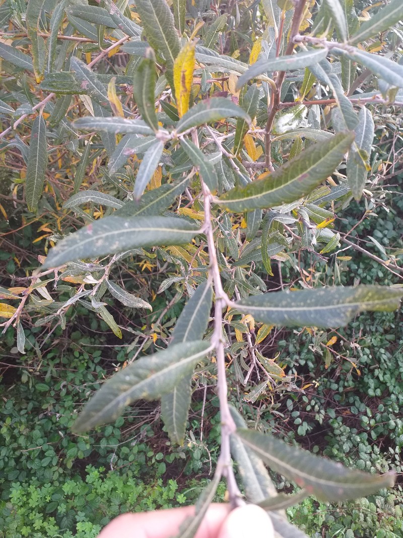 Salix salviifolia subsp. australis photo 6