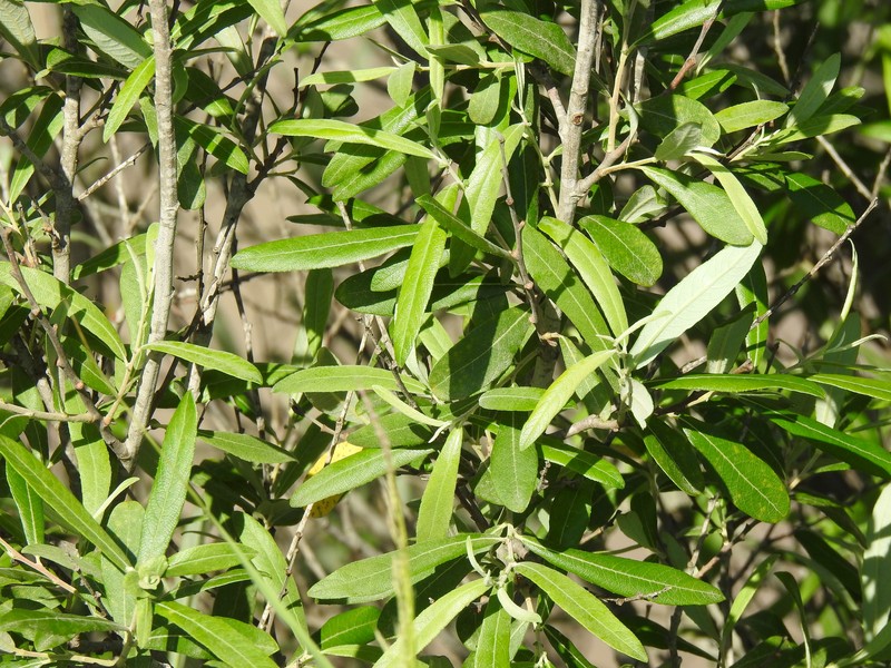 Salix salviifolia subsp. australis photo 7