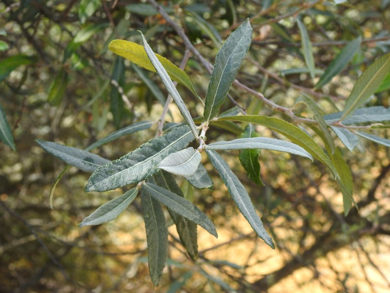 Salix salviifolia subsp. australis photo 8
