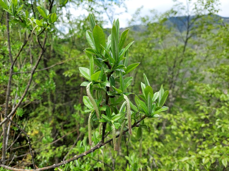 Salix salwinensis photo 2