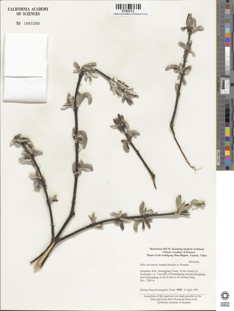 Salix salwinensis photo 3