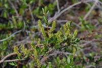 Salix saposhnikovii