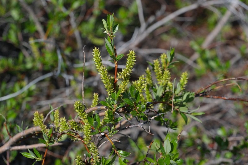 Salix saposhnikovii