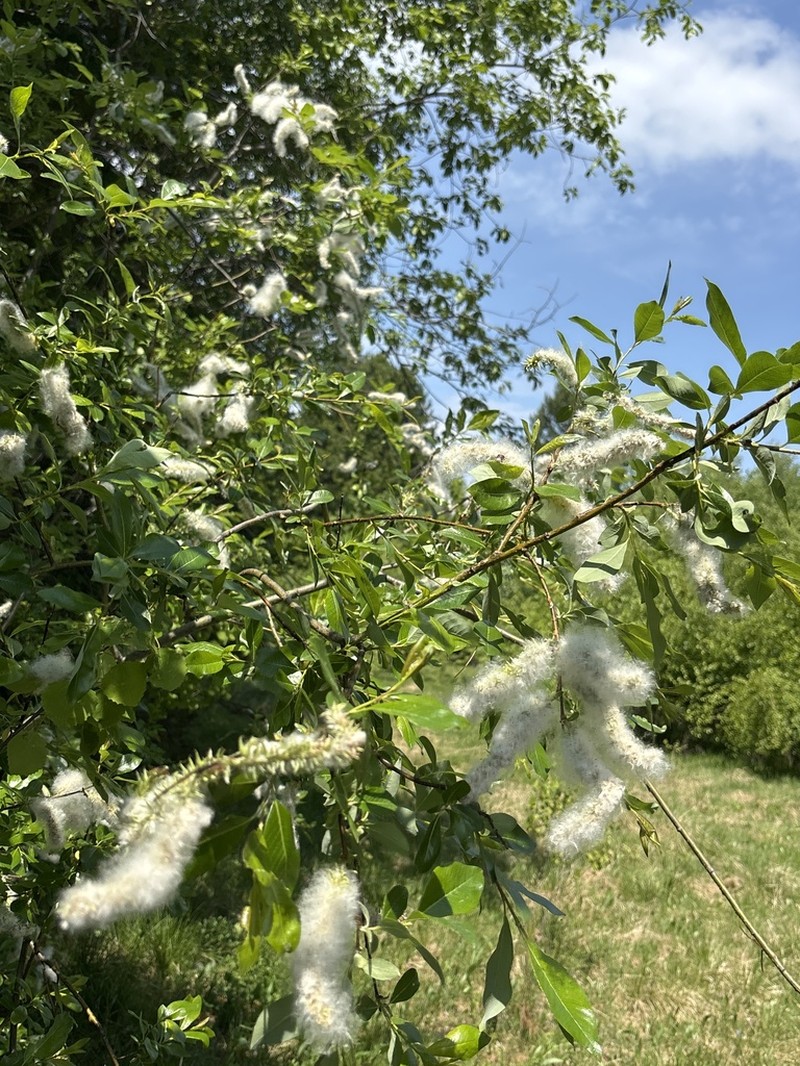 Salix saposhnikovii photo 2