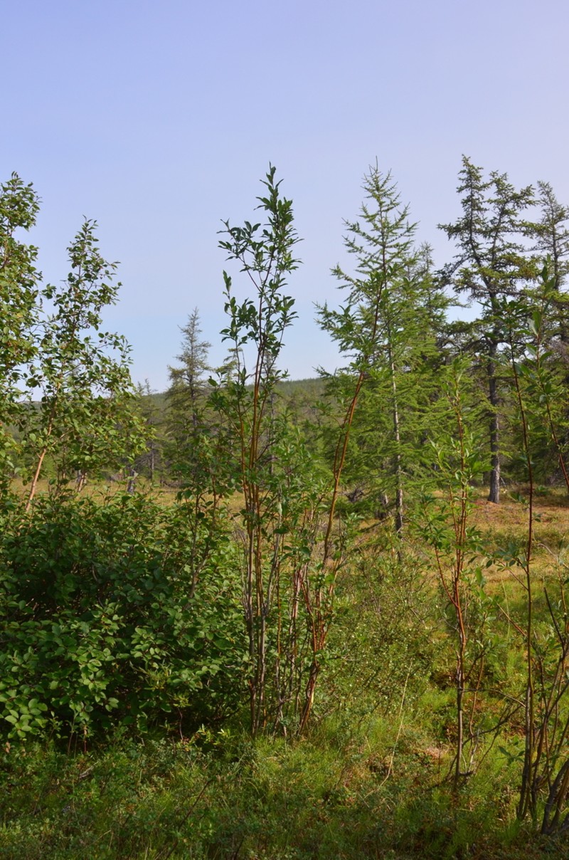Salix saposhnikovii photo 3