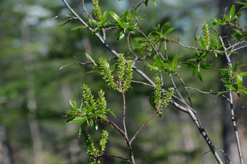 Salix saposhnikovii photo 4