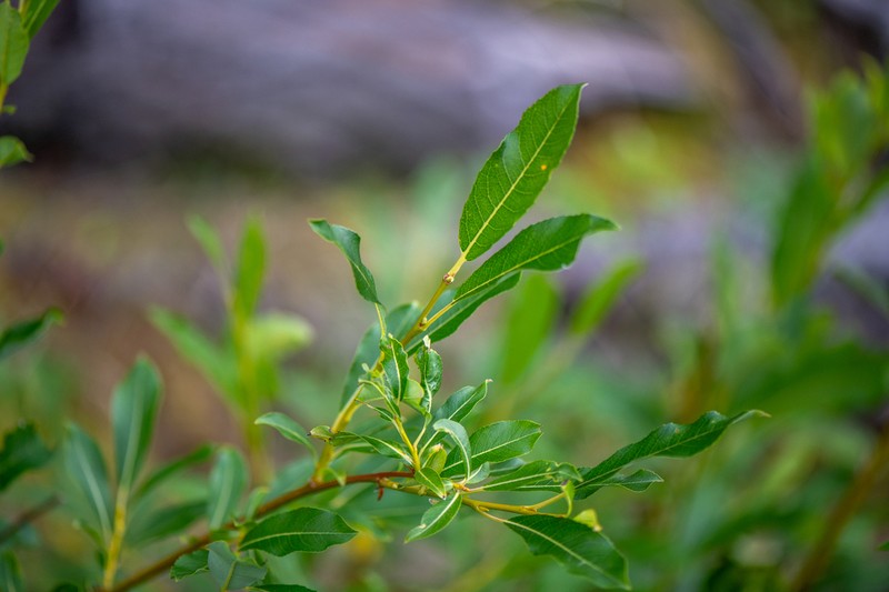 Salix saposhnikovii photo 5