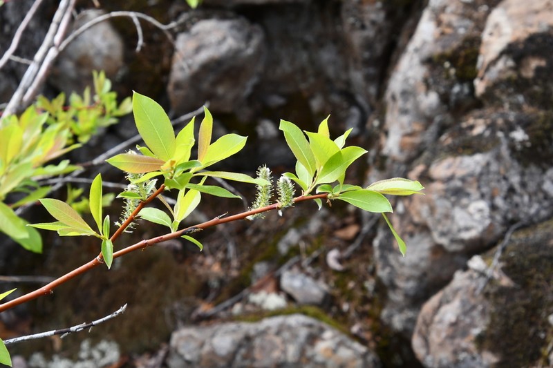 Salix saposhnikovii photo 6