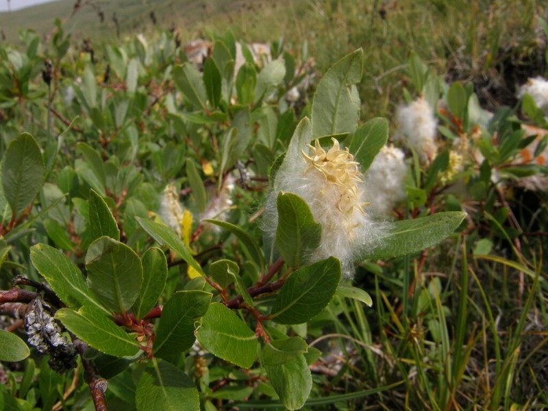 Salix saposhnikovii photo 7