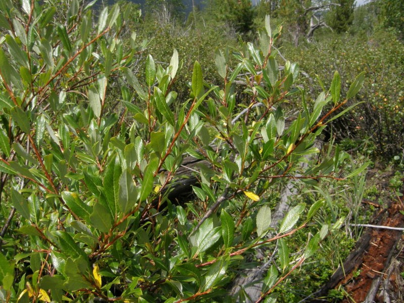 Salix saposhnikovii photo 8
