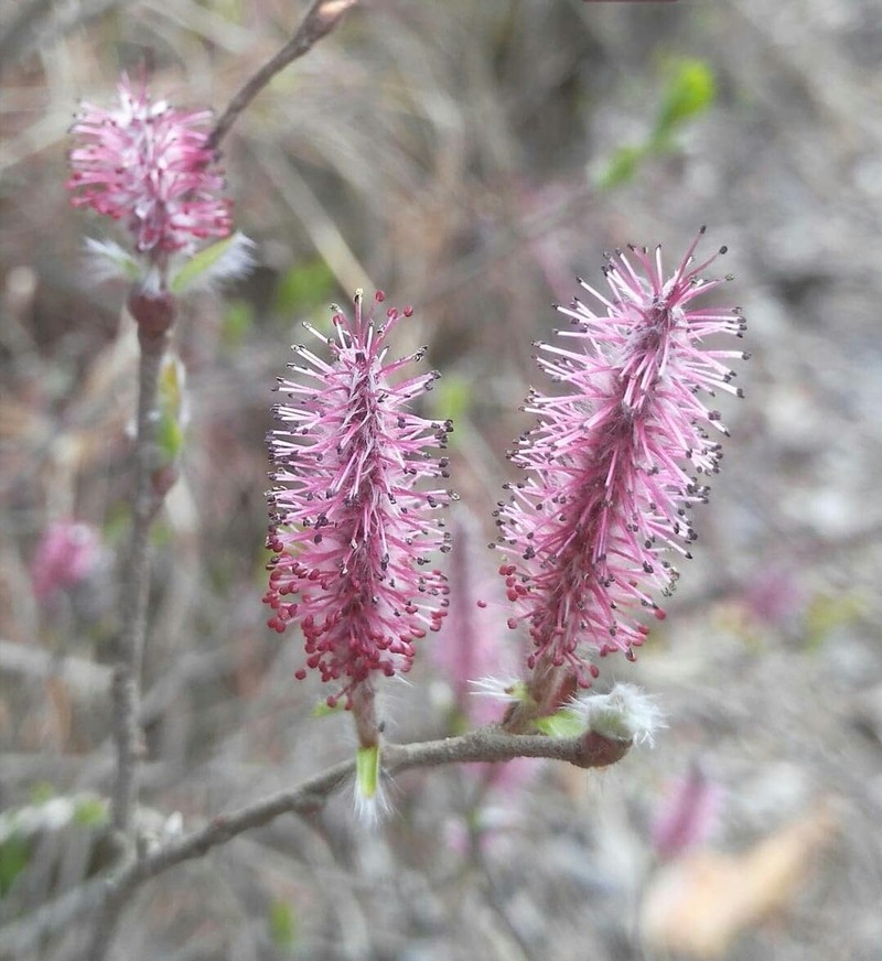 Salix saxatilis