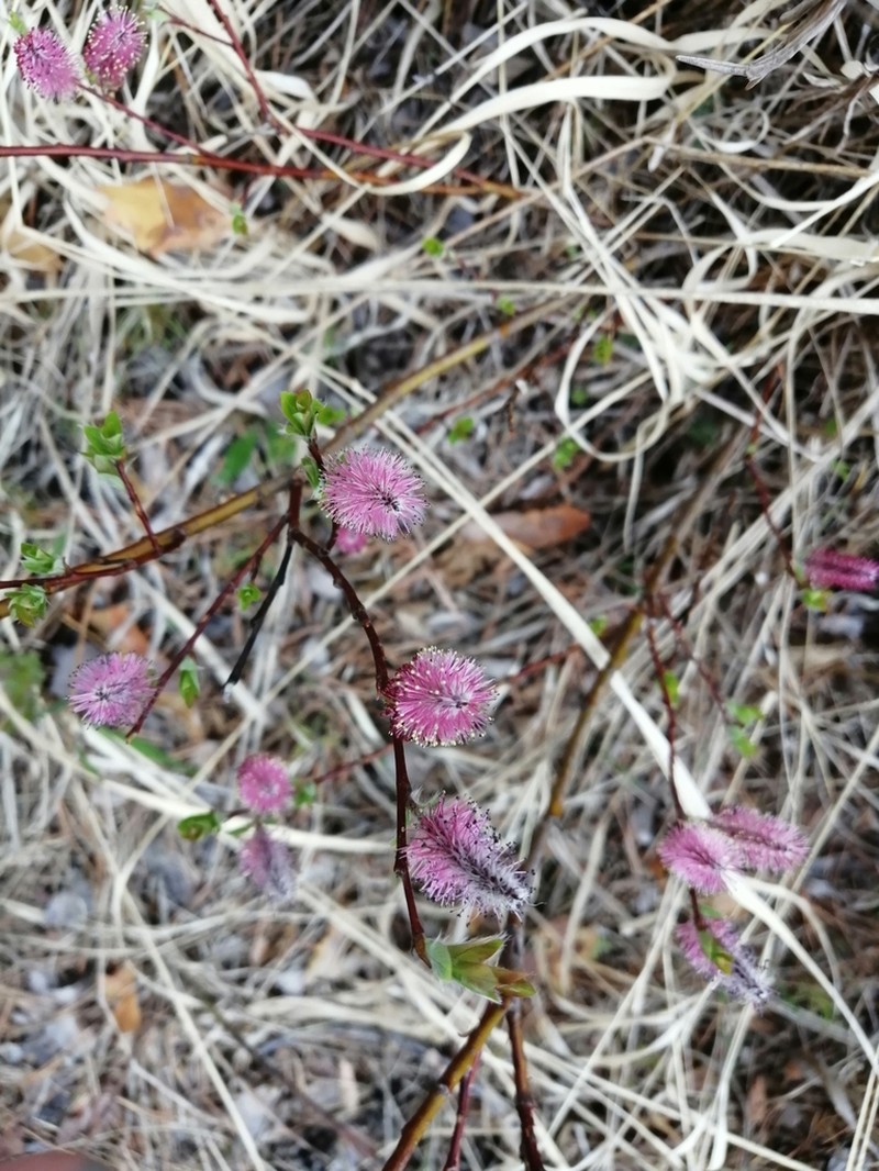 Salix saxatilis photo 2