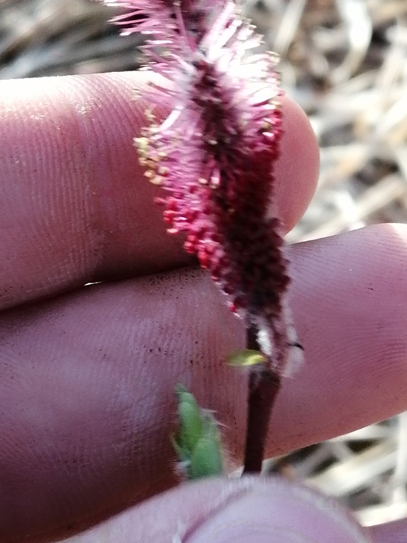 Salix saxatilis photo 3