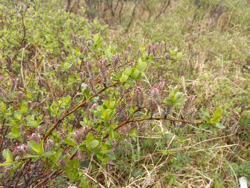 Salix saxatilis photo 4