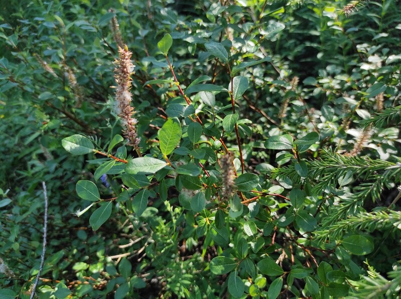 Salix saxatilis photo 5