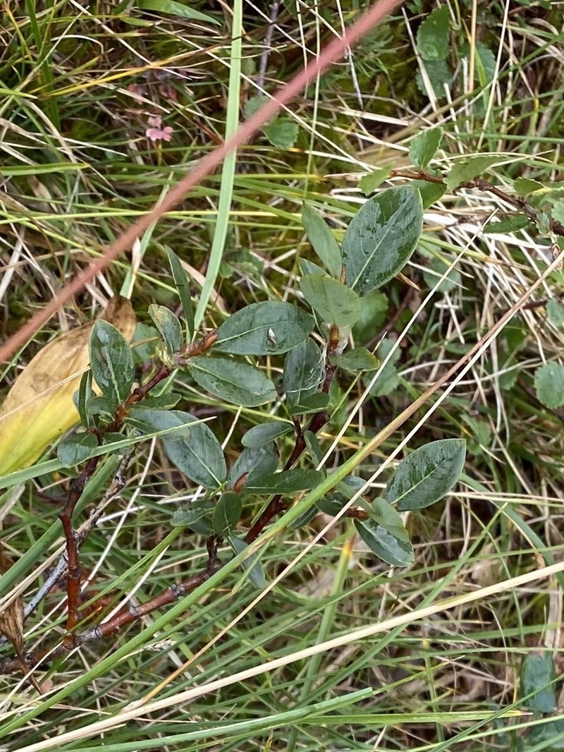 Salix saxatilis photo 6