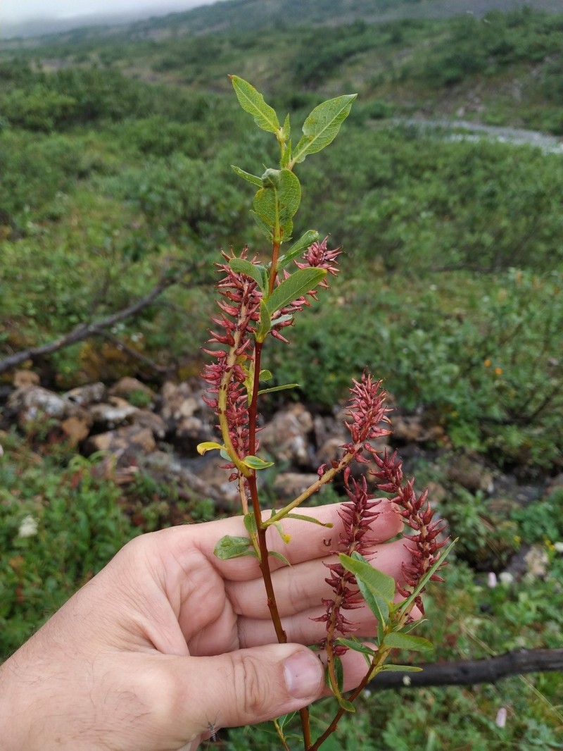 Salix saxatilis photo 7