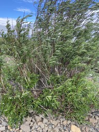 Salix schwerinii