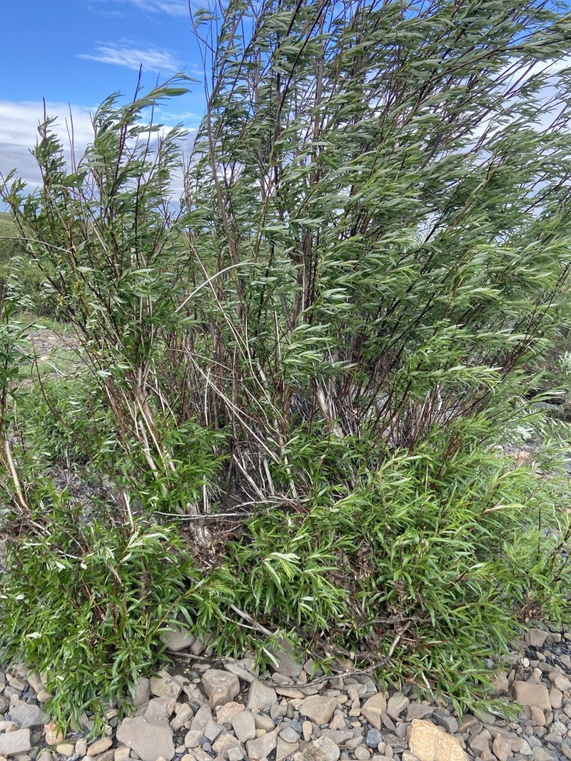 Salix schwerinii