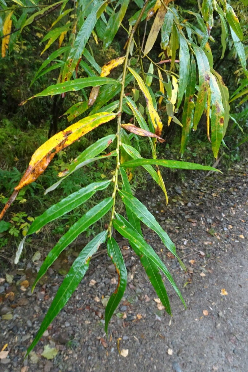 Salix schwerinii photo 2