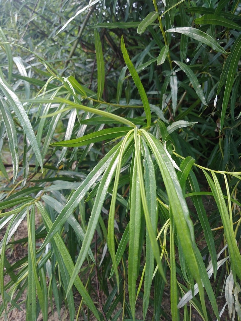 Salix schwerinii photo 5