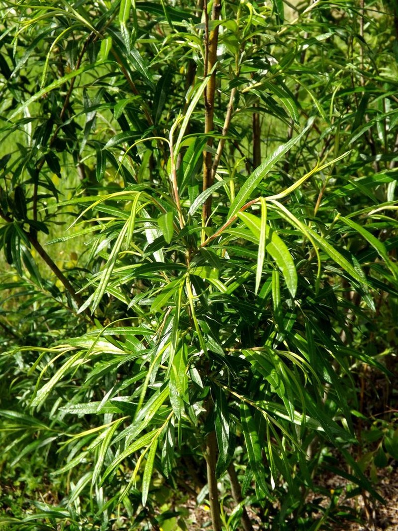 Salix schwerinii photo 6