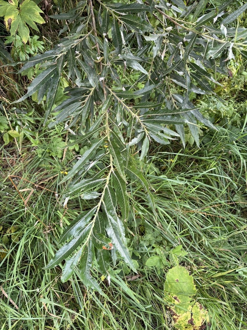 Salix schwerinii photo 7
