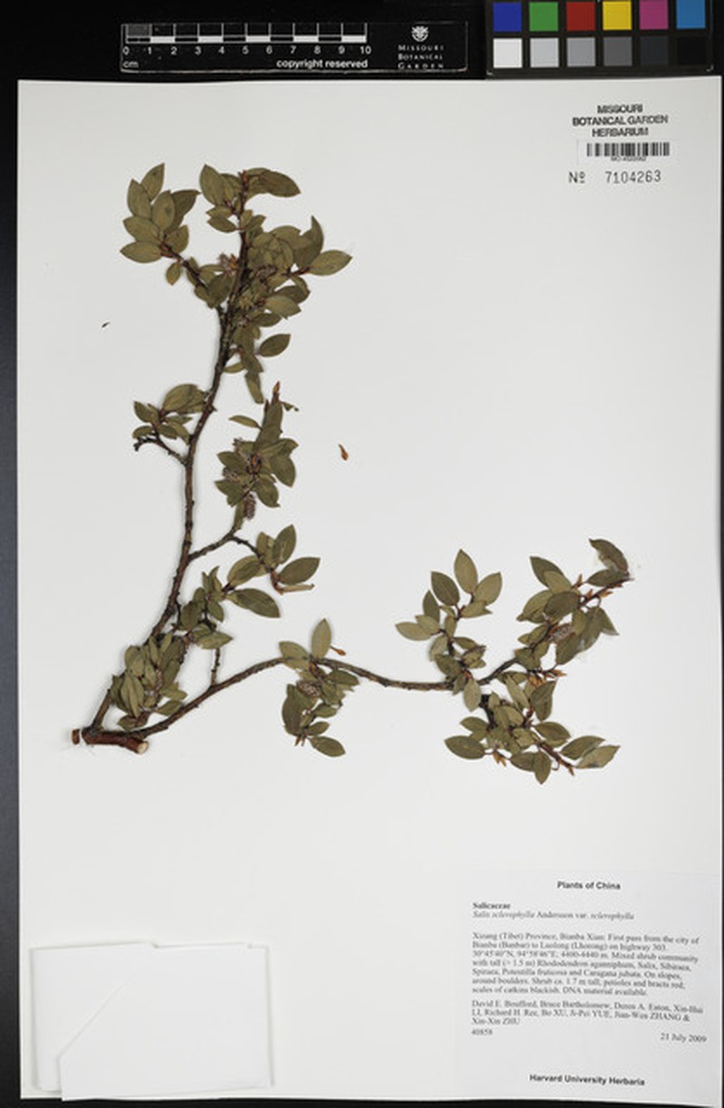 Salix sclerophylla