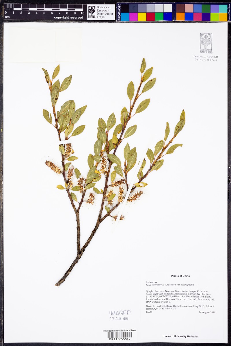 Salix sclerophylla photo 2