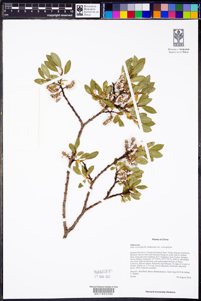Salix sclerophylla photo 3