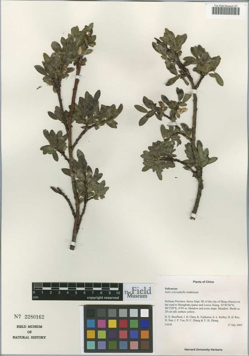 Salix sclerophylla photo 4