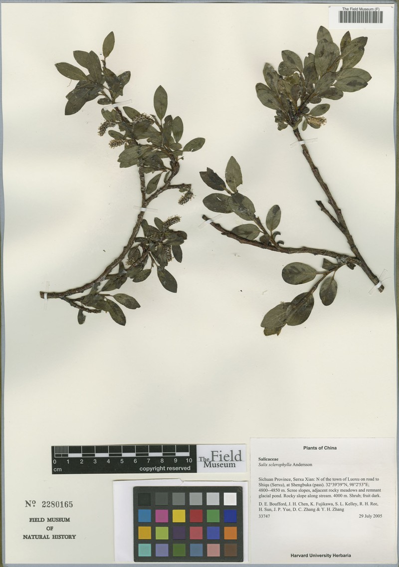 Salix sclerophylla photo 5