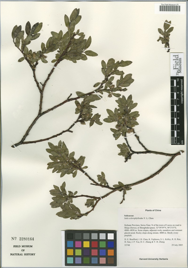 Salix sclerophylla var. sclerophylloides