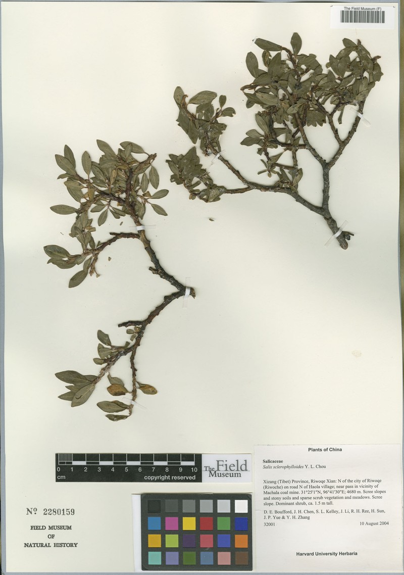 Salix sclerophylla var. sclerophylloides photo 2