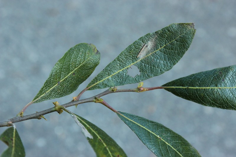 Scouler's Willow photo 4