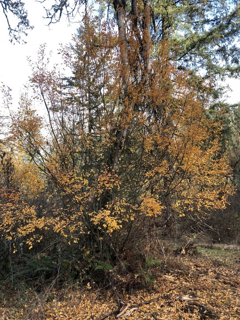 Scouler's Willow photo 6