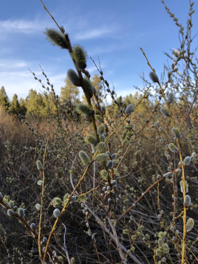 Scouler's Willow photo 8